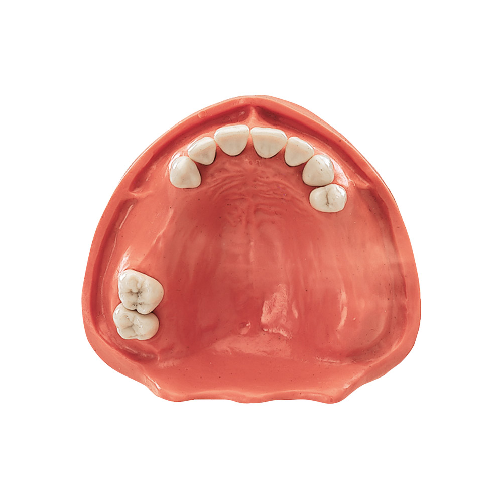 Gingiva Modell OK TZ 9N, Stück