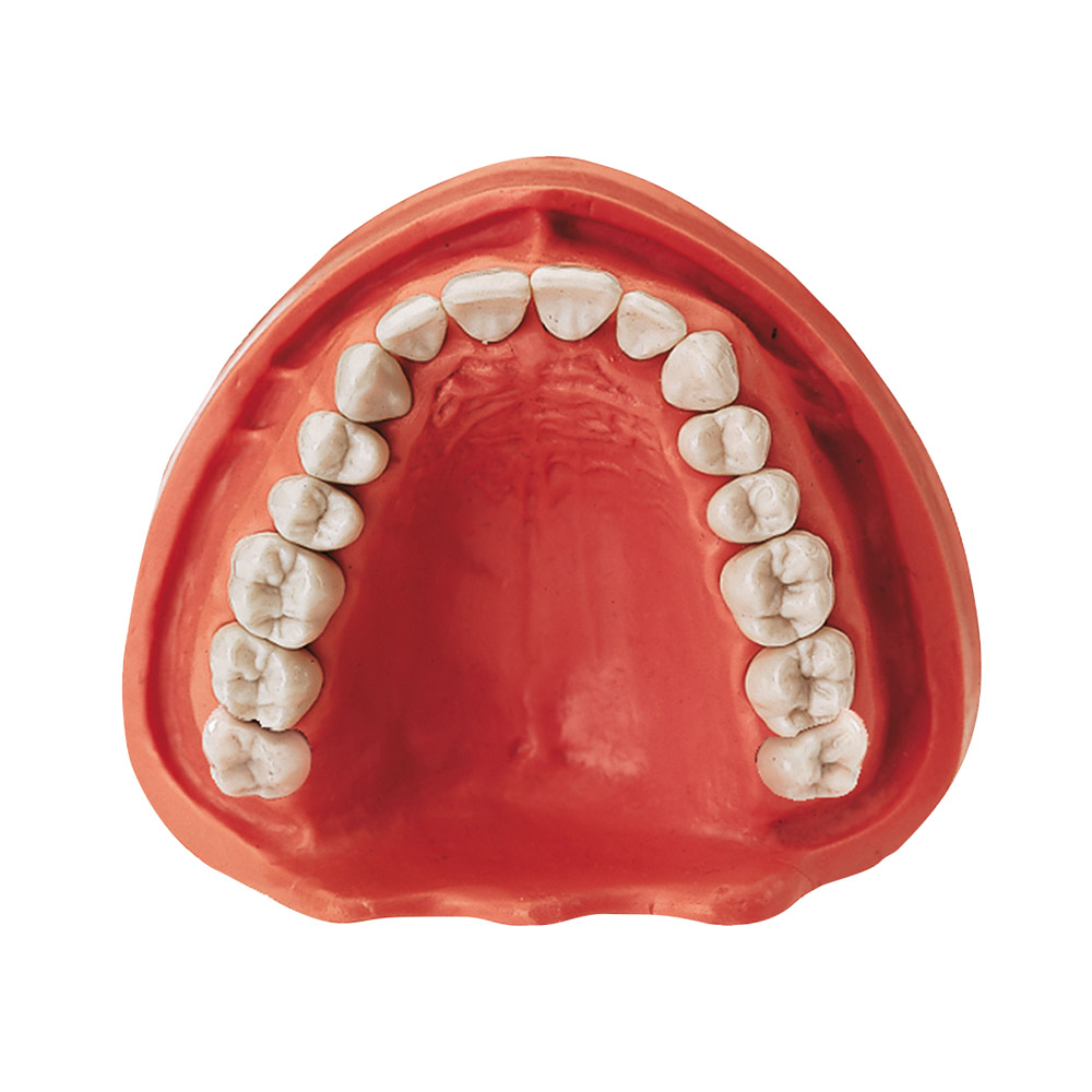 Gingiva Modell OK VZ 16, Stück