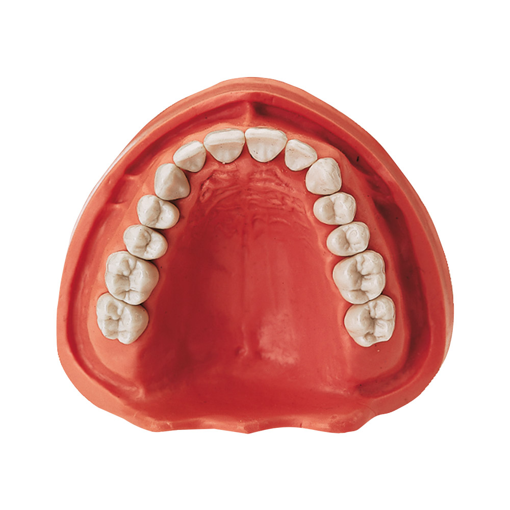 Gingiva Modell OK TZ 14, Stück