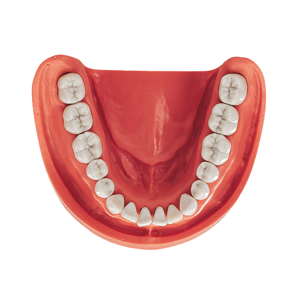 Gingiva Modell UK VZ 16, Stück