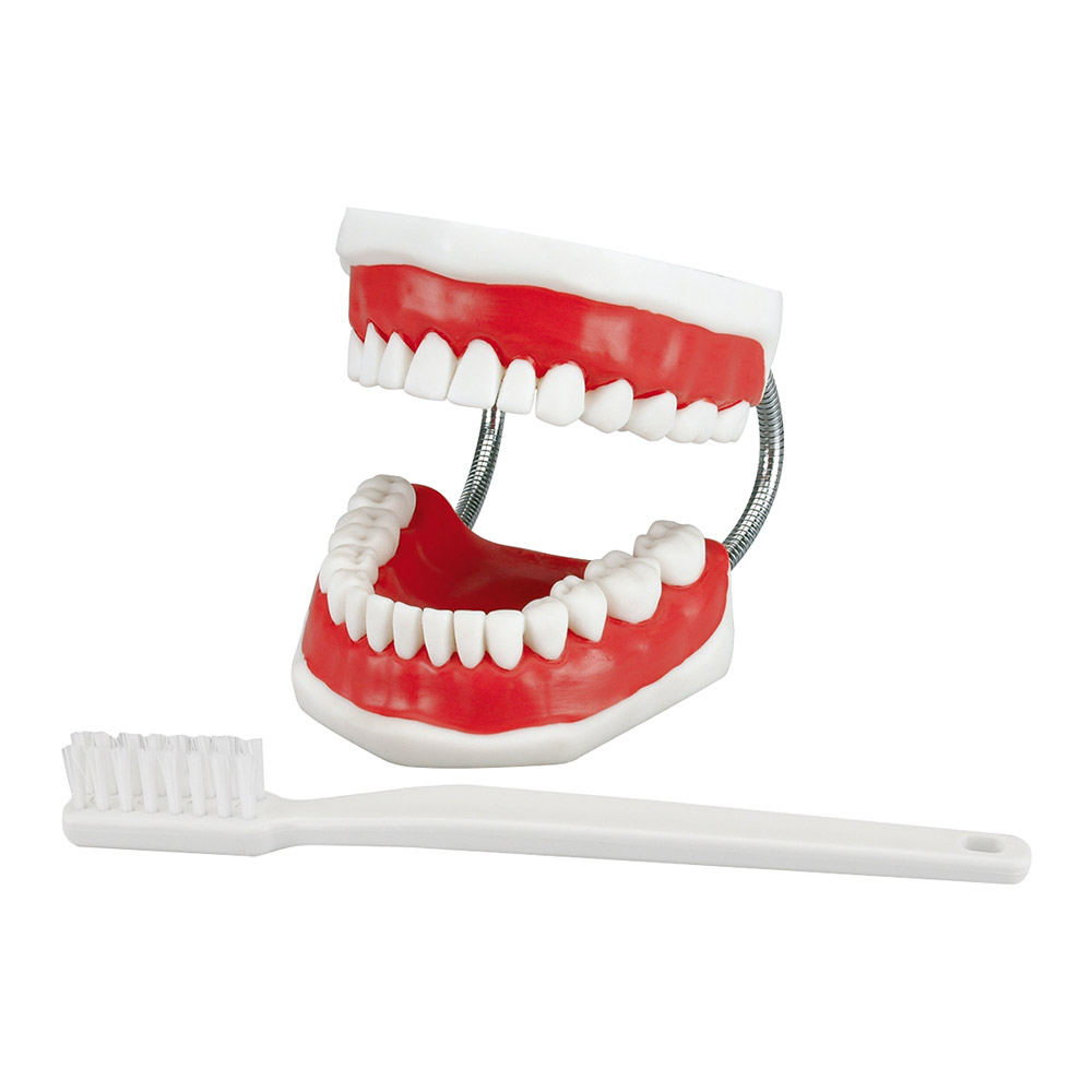 Studienmodell Zahnputz Big, Stück