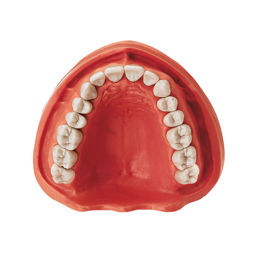 Zahnmodell OK VZ, Stück