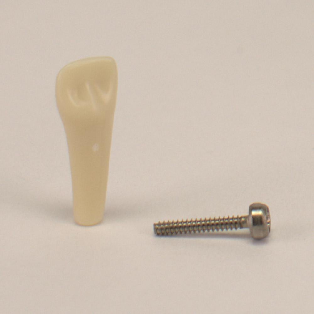 Modeltand barn AK-6/2 ZE OK 51, stk.