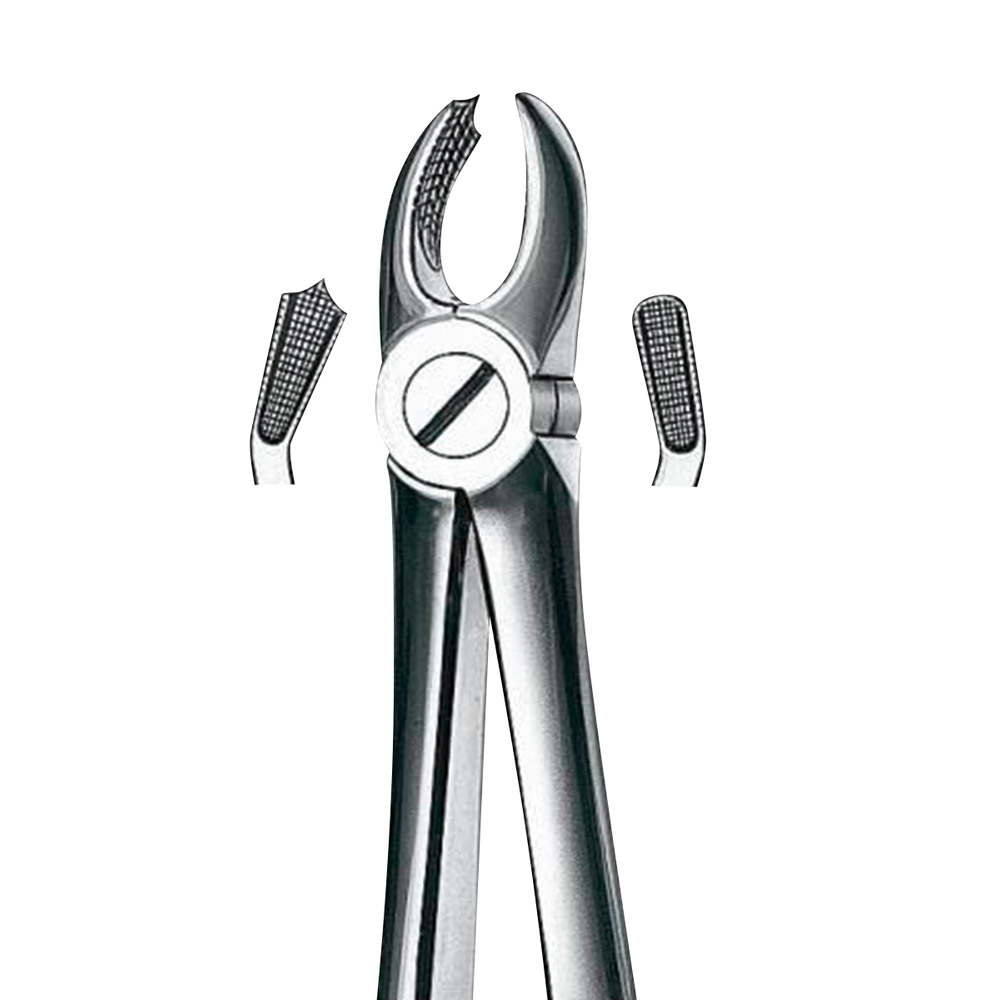 tandtang figuur 18 BK molaar links, stuk